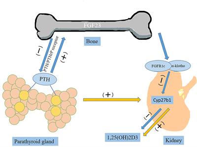 The Role of Fibroblast Growth Factor 19 Subfamily in Different Populations Suffering From Osteoporosis